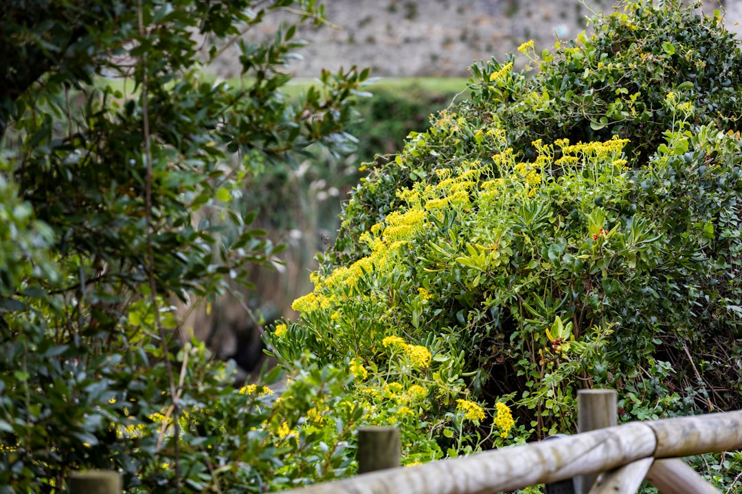 gardener pruning hedge close up