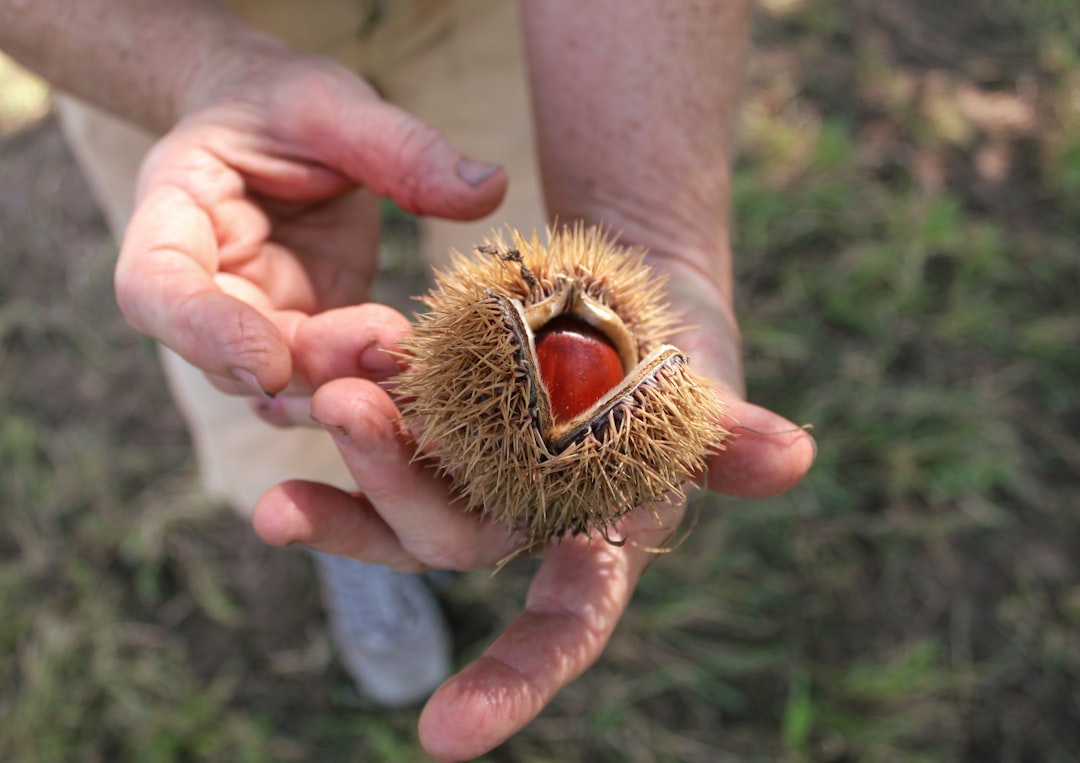 organic farming field